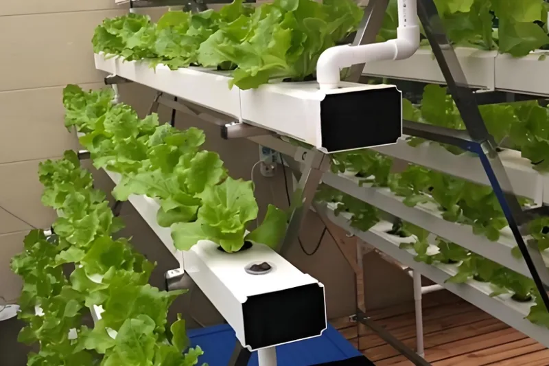 室内で水耕栽培される葉物野菜の列