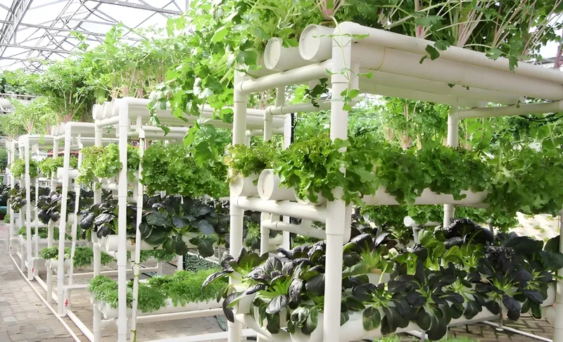 様々な葉物野菜やハーブが栽培されている垂直水耕栽培システムを示す温室内部