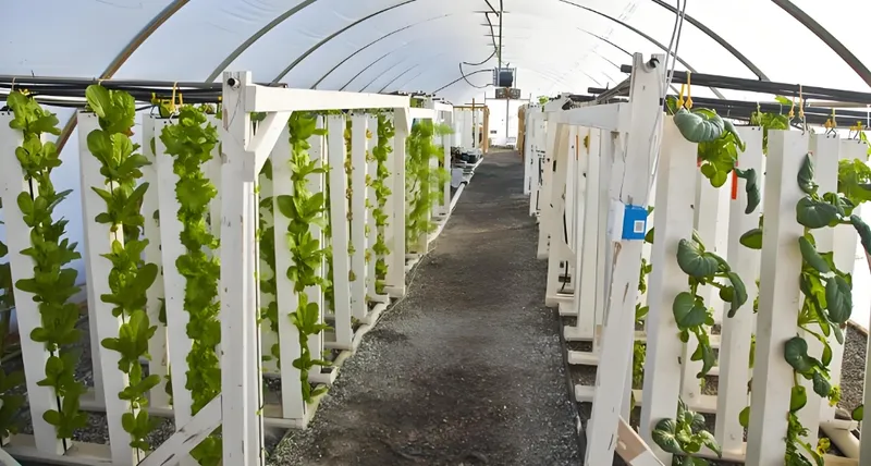 白いテントの下に垂直の植物列がある水耕栽培温室の内部。