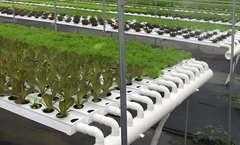 水耕栽培の温室には、栄養豊富な水で育った葉物野菜が並んでいる。