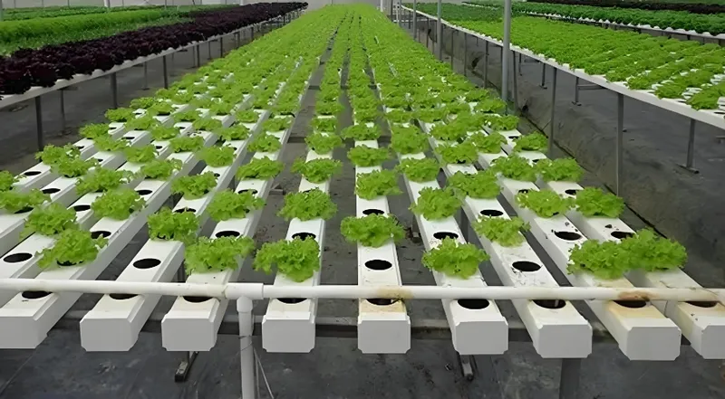 水耕栽培されたグリーンレタスの列