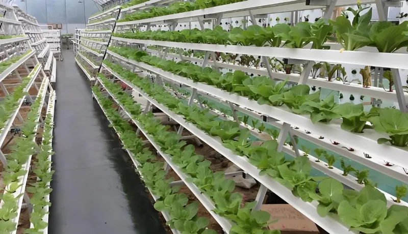 大規模な水耕栽培農場で生育する葉物植物の列