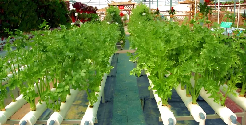 白いパイプの列の中で緑豊かな植物が生育し、庭園に囲まれた活気ある水耕栽培農場