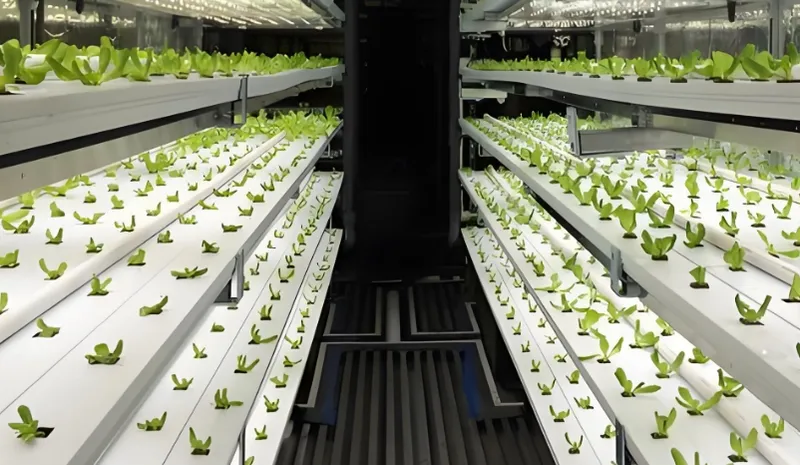 LEDライトの下で成長する若い植物の列がある屋内垂直農園の様子