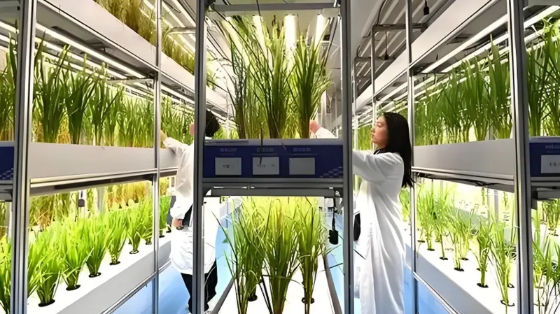 複数のレベルに植物を配置した垂直農業施設で働く研究者たち