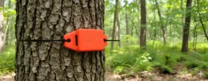 Caixa laranja presa a um tronco de árvore numa floresta, rodeada de vegetação.